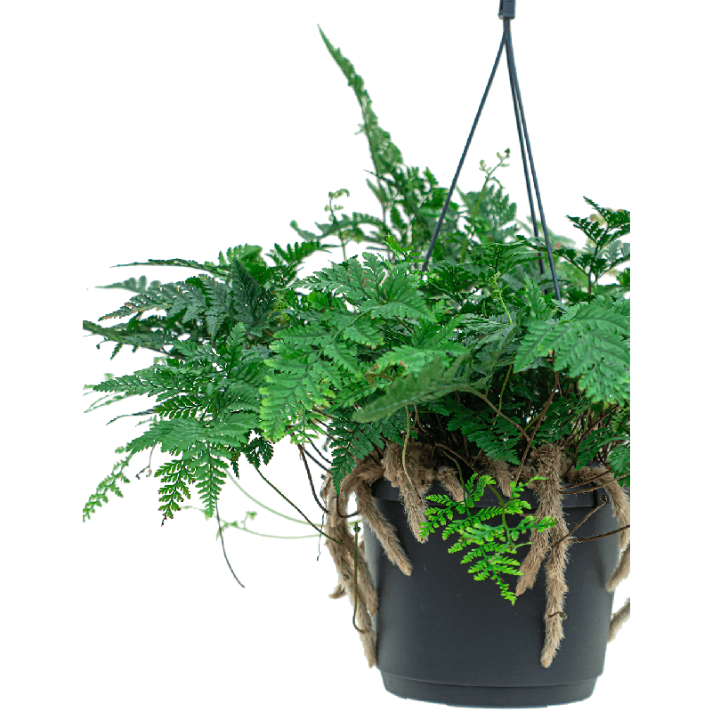 Humata teyermanii