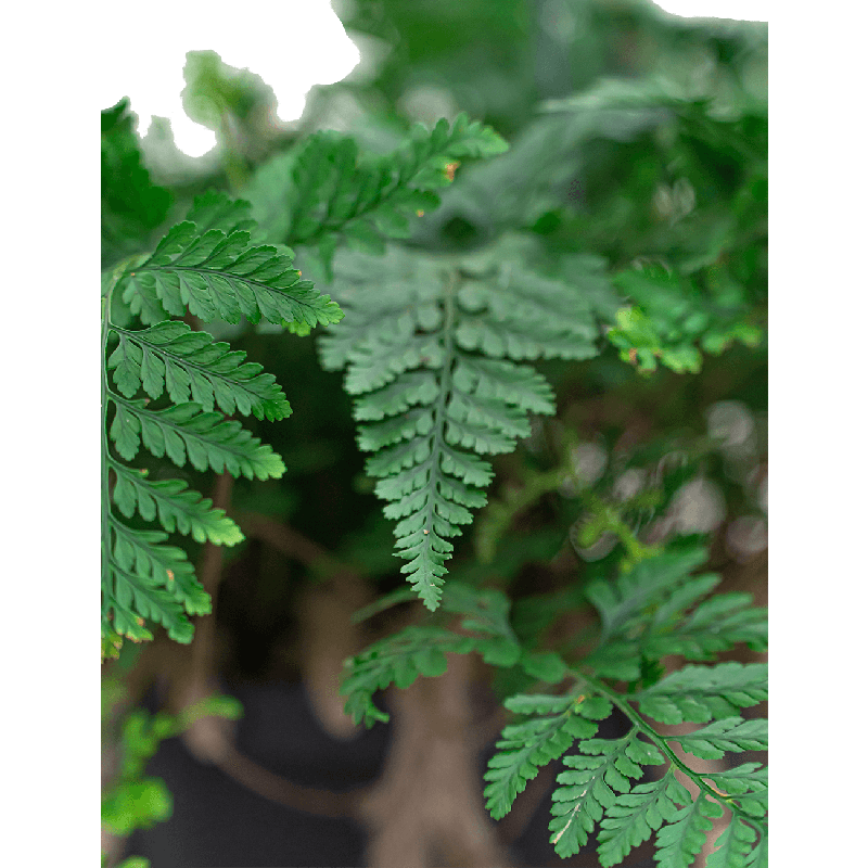 Humata teyermanii