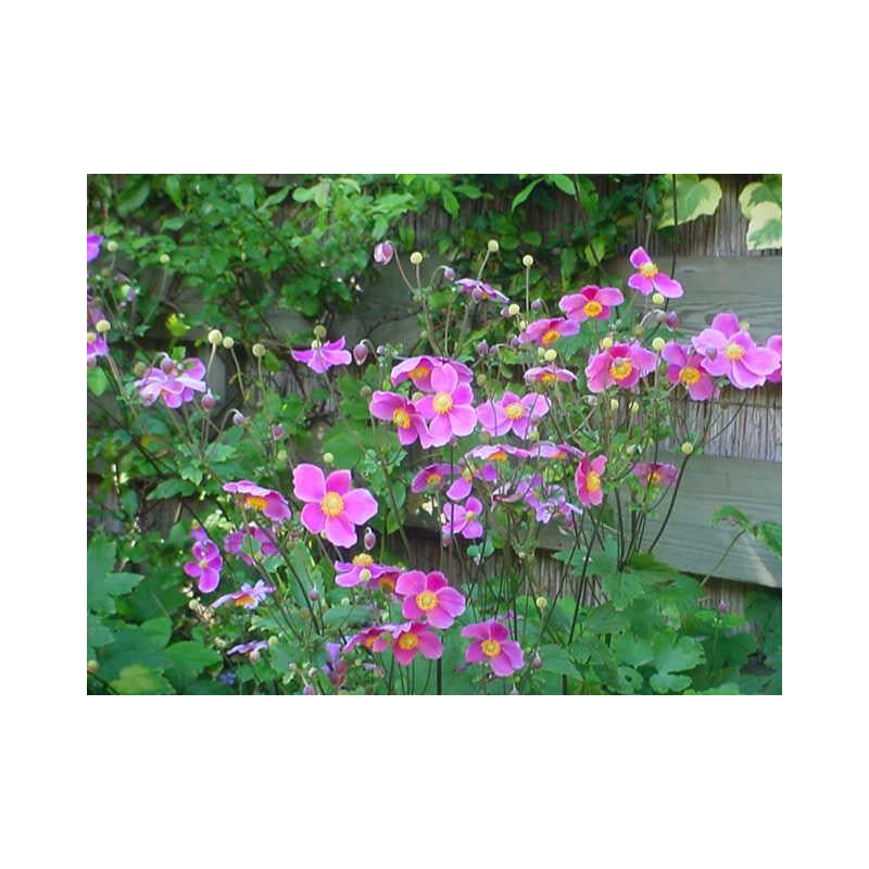 Anemone Splendens