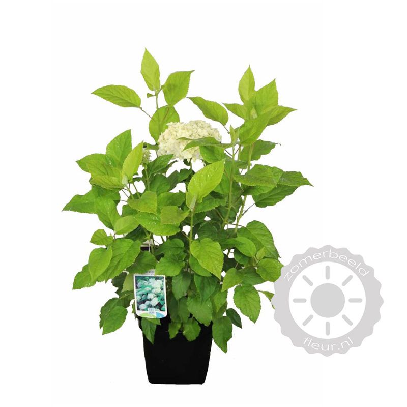 Hydrangea Annabelle