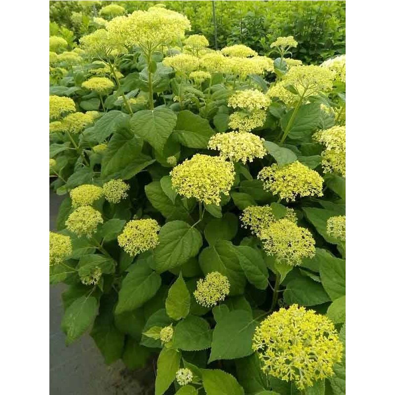 Hydrangea Annabelle