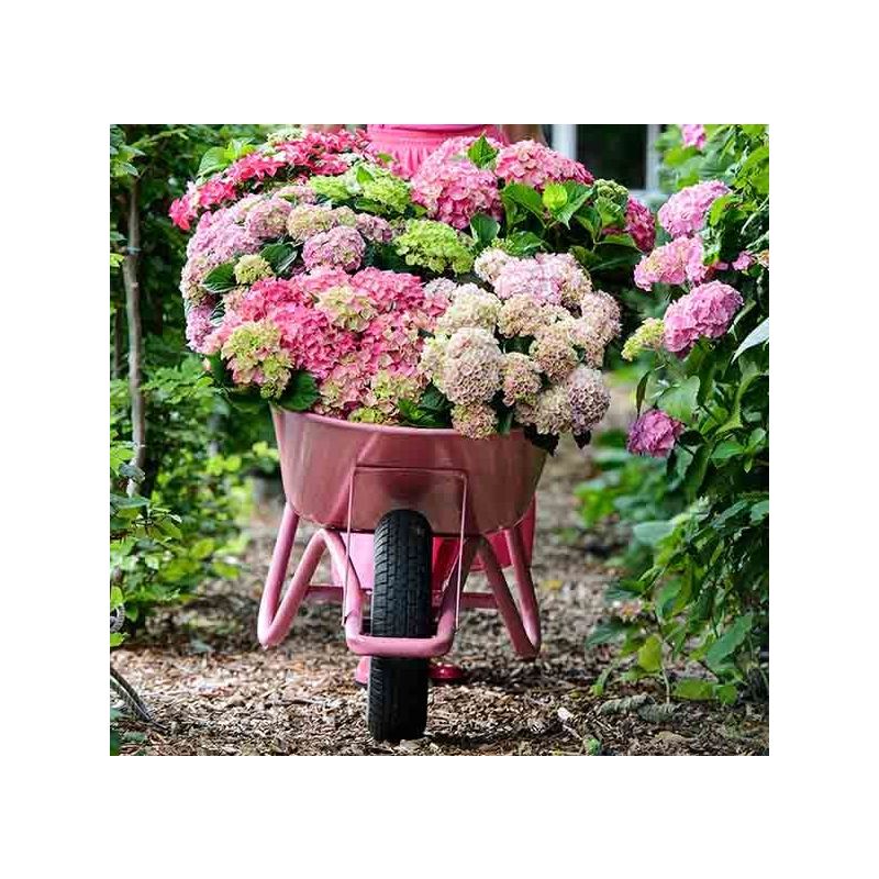 Hydrangea Bouquet Rose