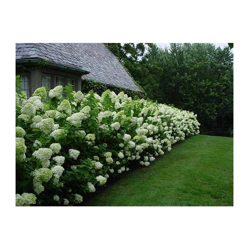 Hydrangea Silver Dollar