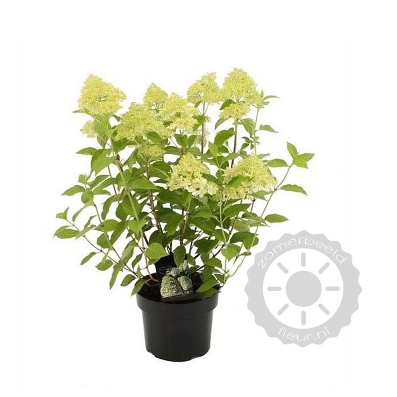 Hydrangea Silver Dollar
