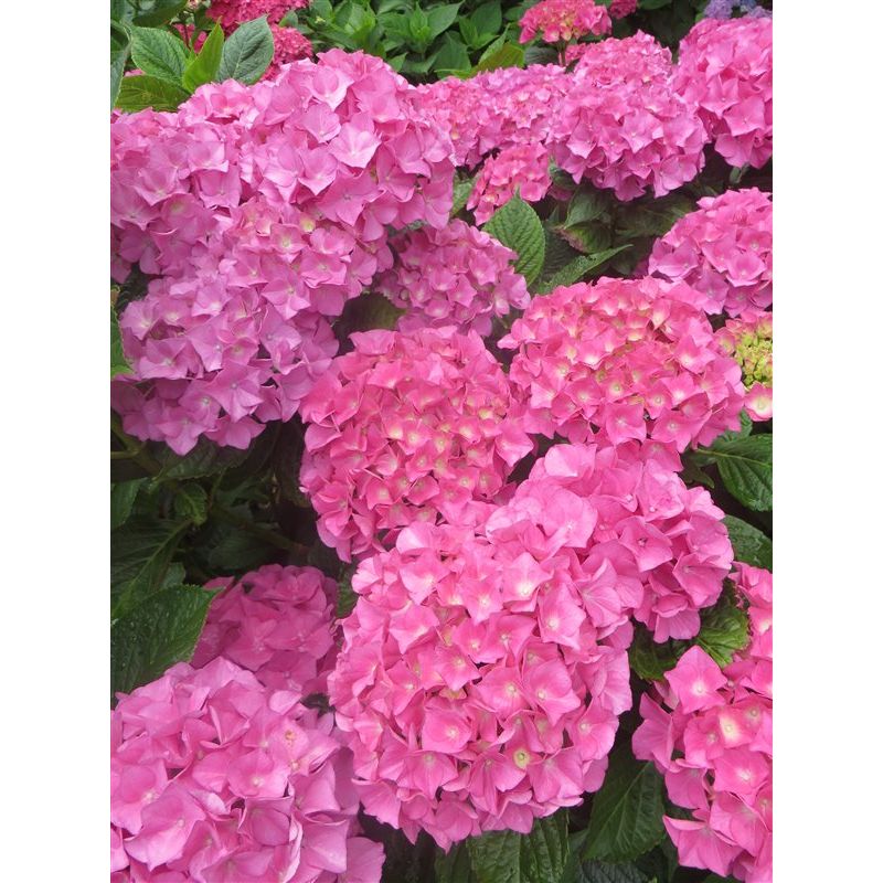 Hydrangea Bouquet Rose