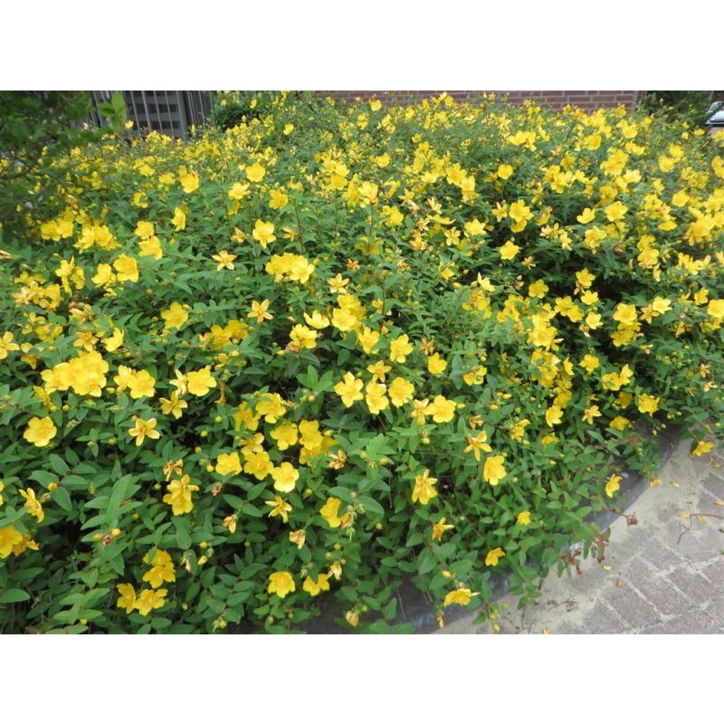 Hypericum Hidcote 