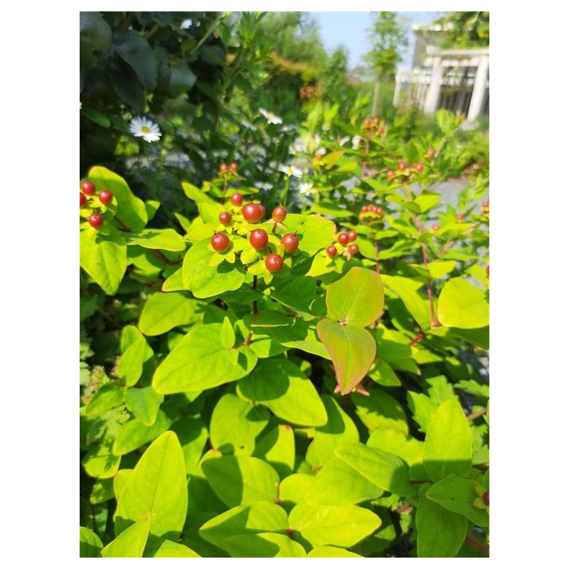 Hypericum calycinum 