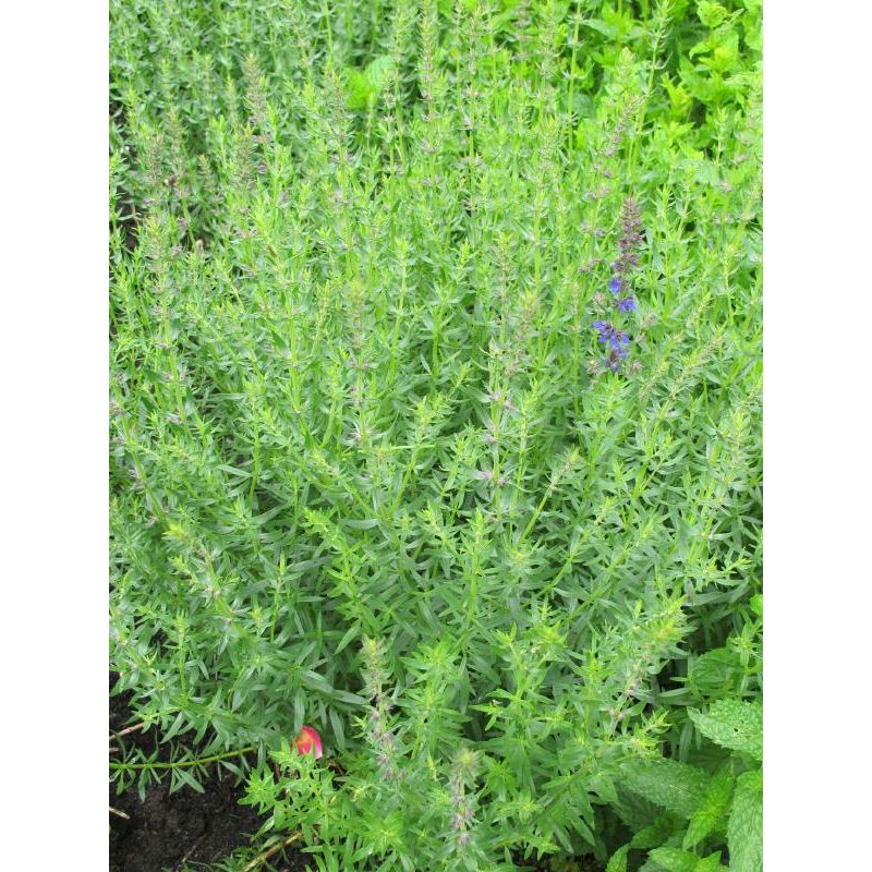 Hyssopus officinalis 