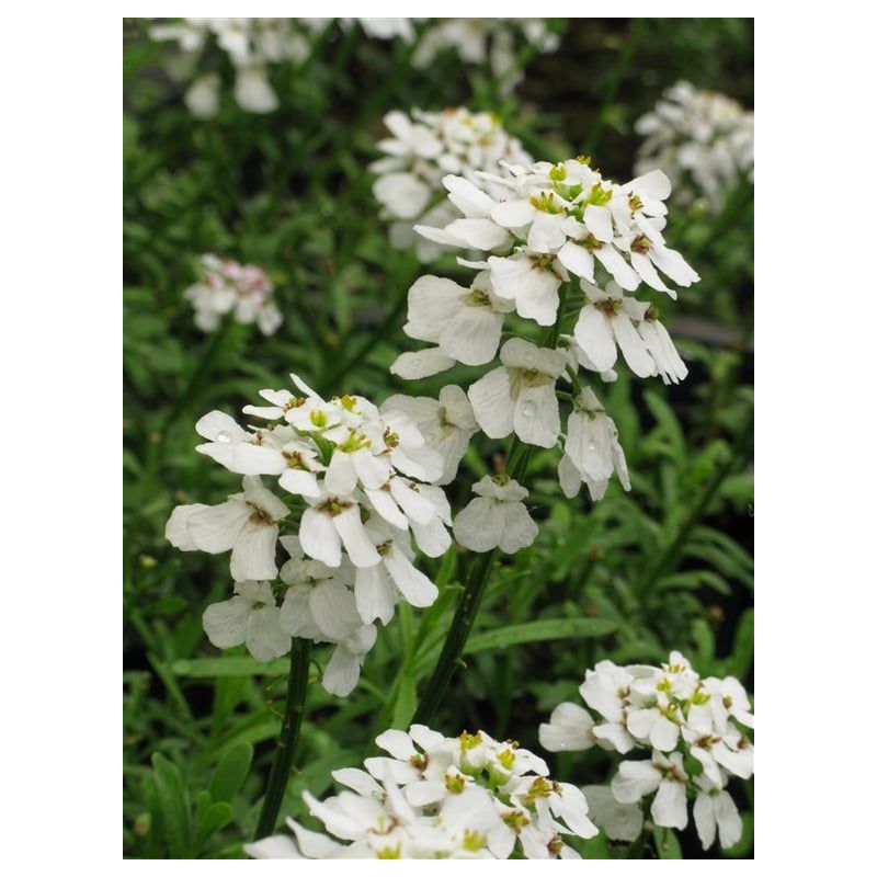 Iberis Snowflake 