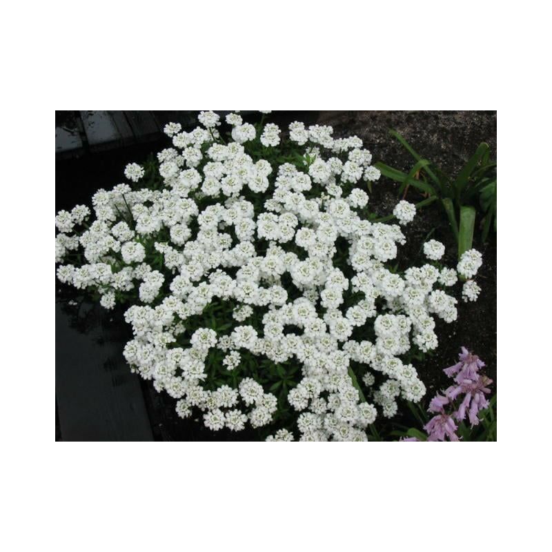 Iberis sempervirens 
