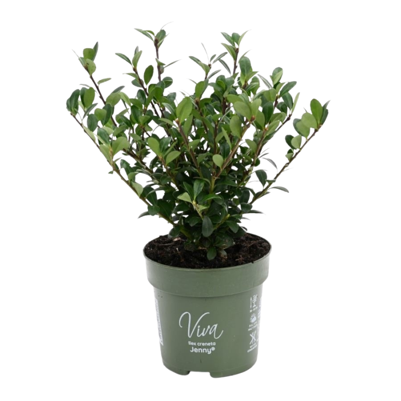 Ilex crenata - haag