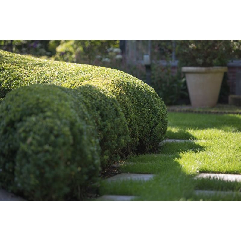 Ilex crenata 6-pack