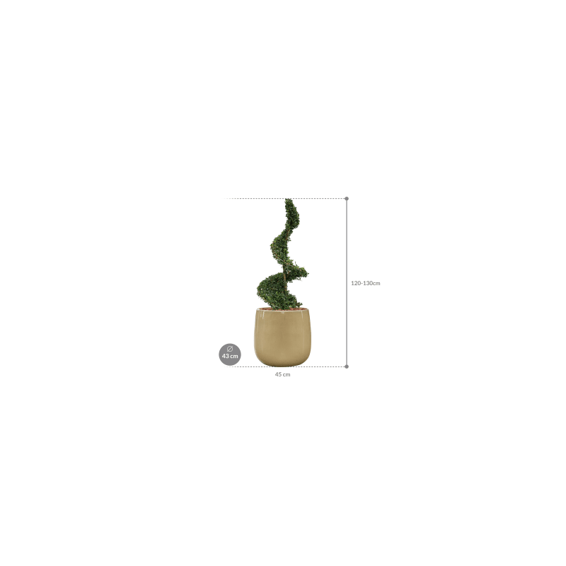 Ilex crenata in Ceramic Balloon creme