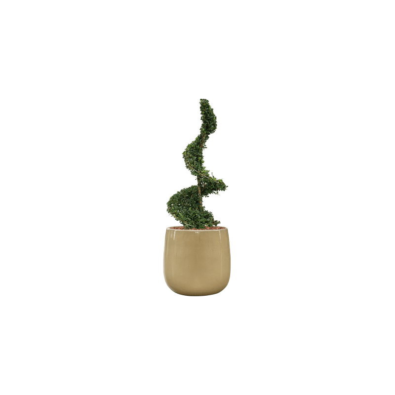 Ilex crenata in Ceramic Balloon creme