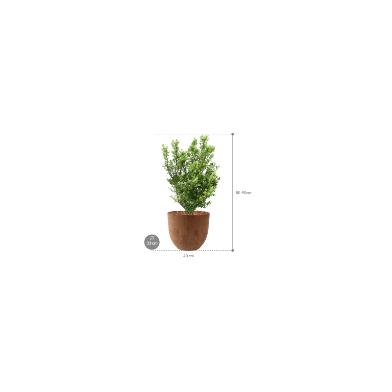 Ilex crenata in Artstone Bola bruin
