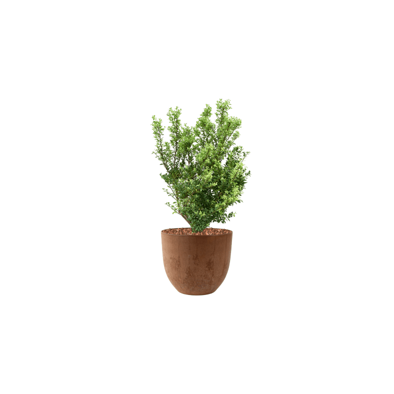 Ilex crenata in Artstone Bola bruin