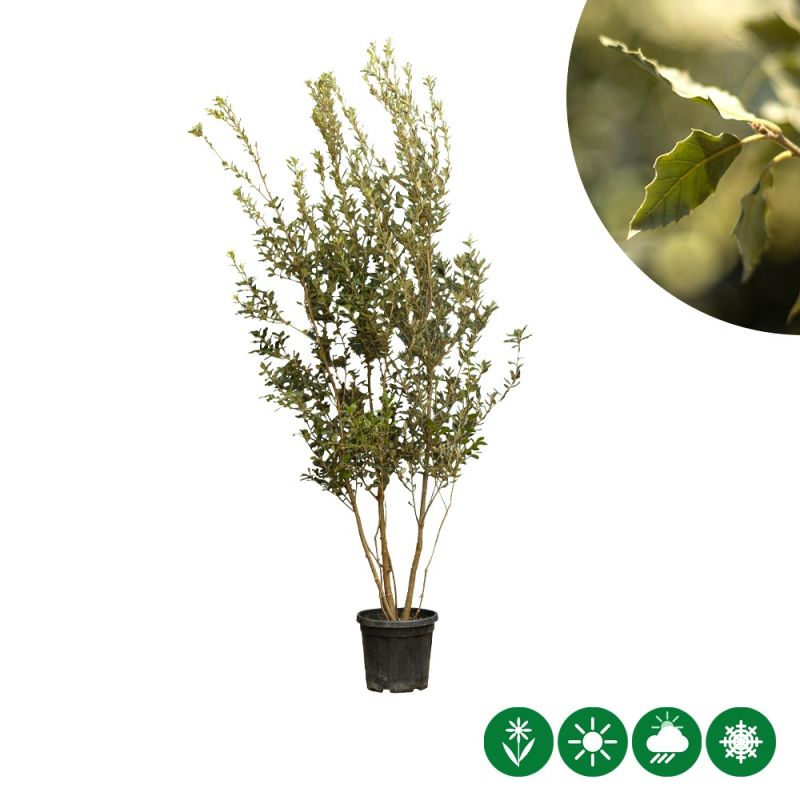 Quercus ilex - meerstammig