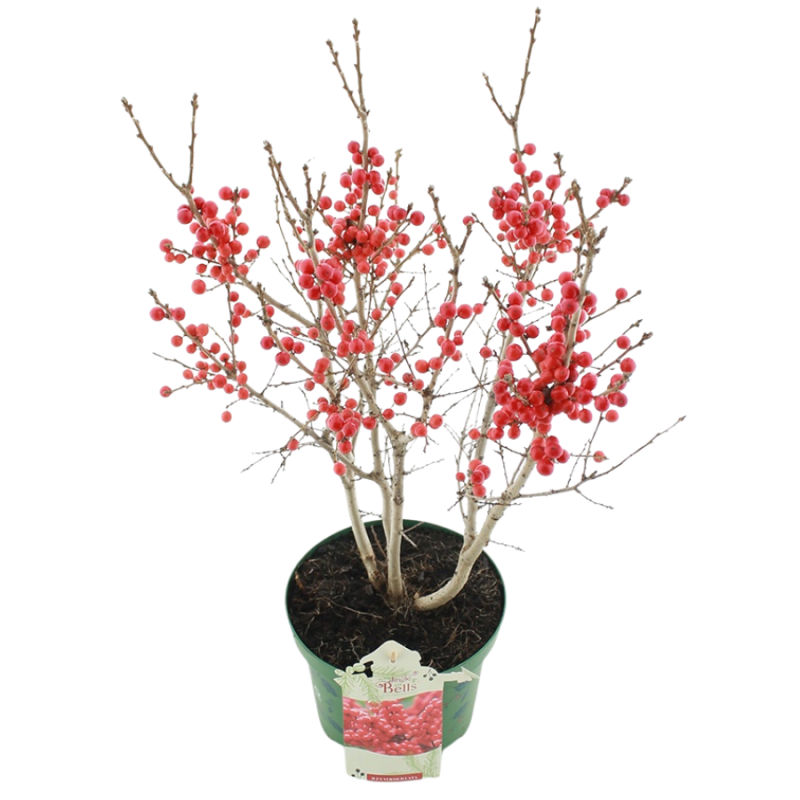 Ilex verticillata