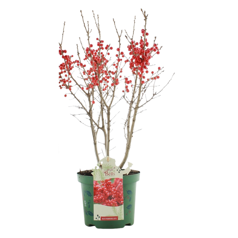 Ilex verticillata