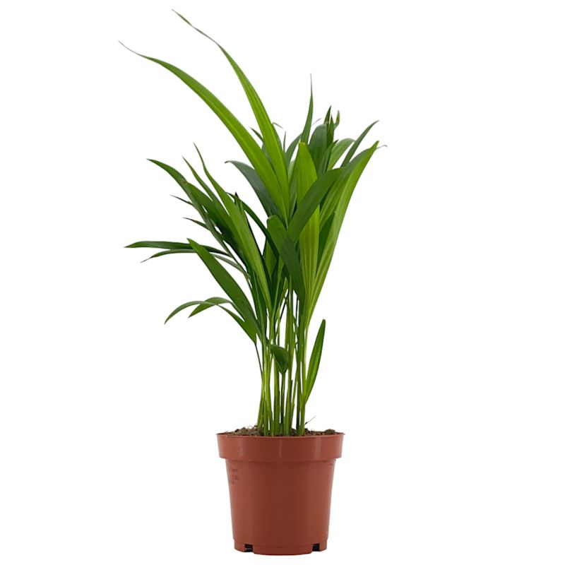 Areca Lutescens XXS