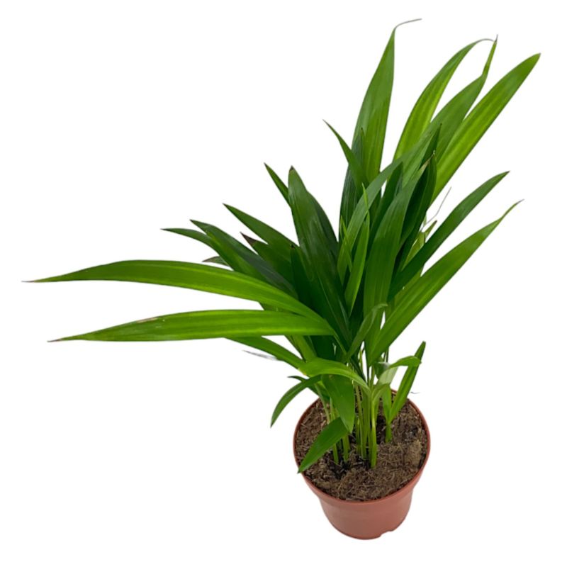 Areca Lutescens XXS