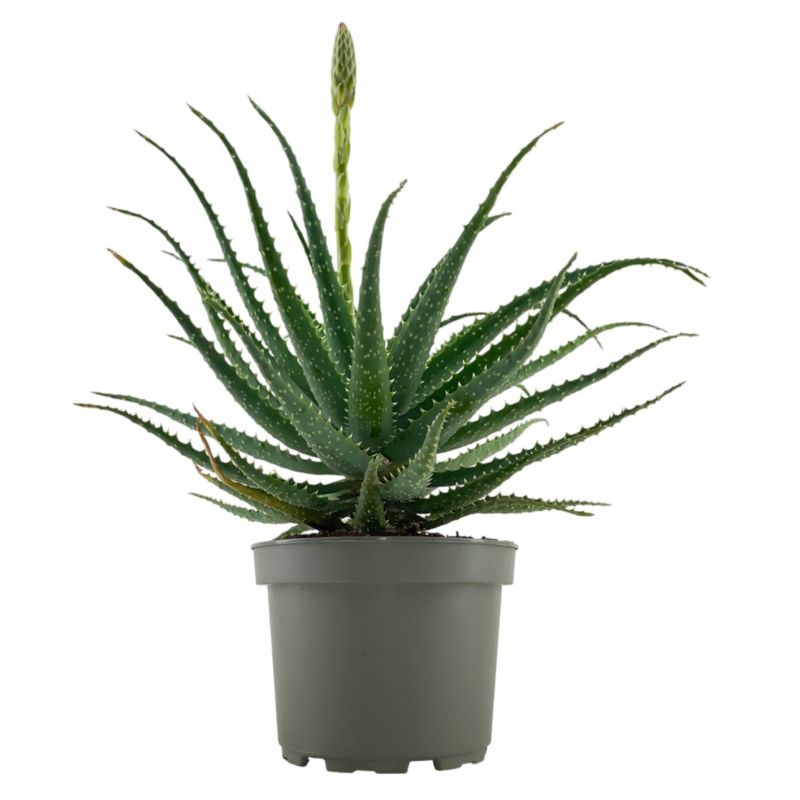 Aloë arborescens