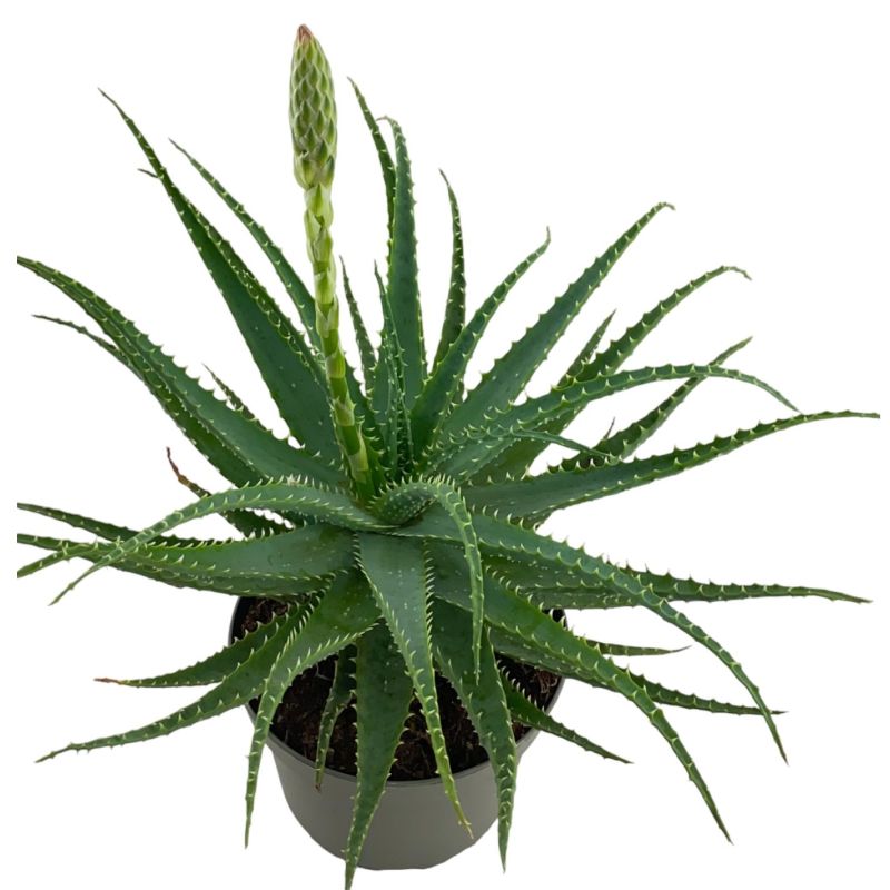 Aloë arborescens