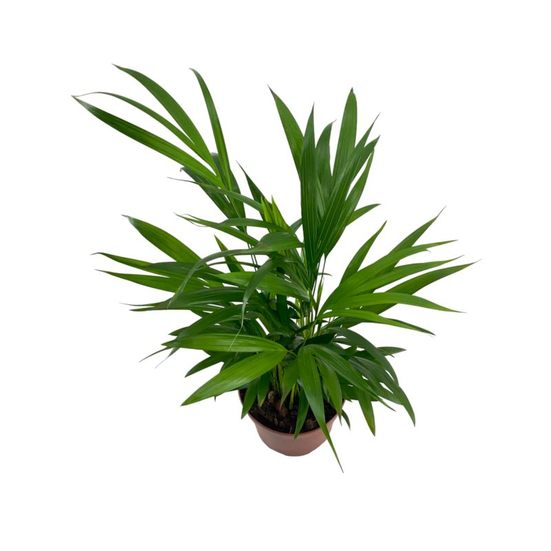 Areca Lutescens XS