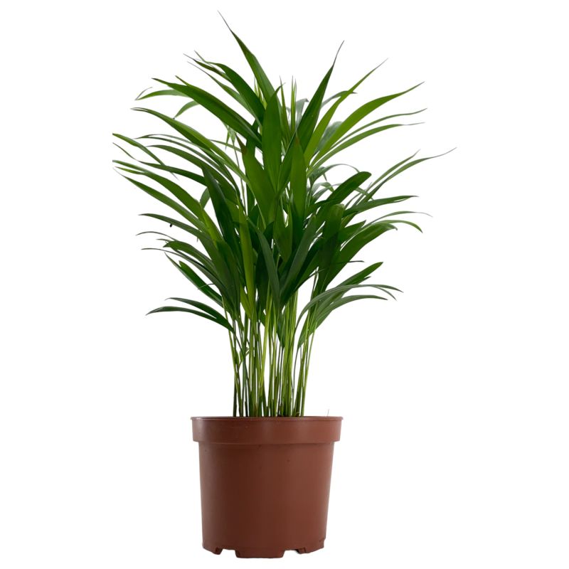 Areca Lutescens XS