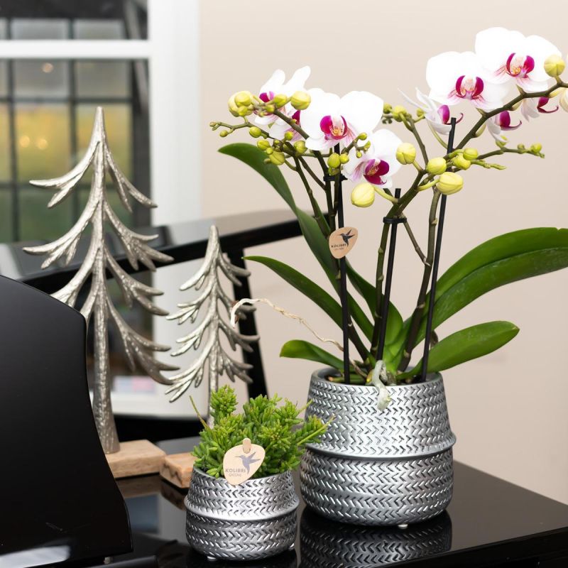 Planten duo in Industrieel zilver