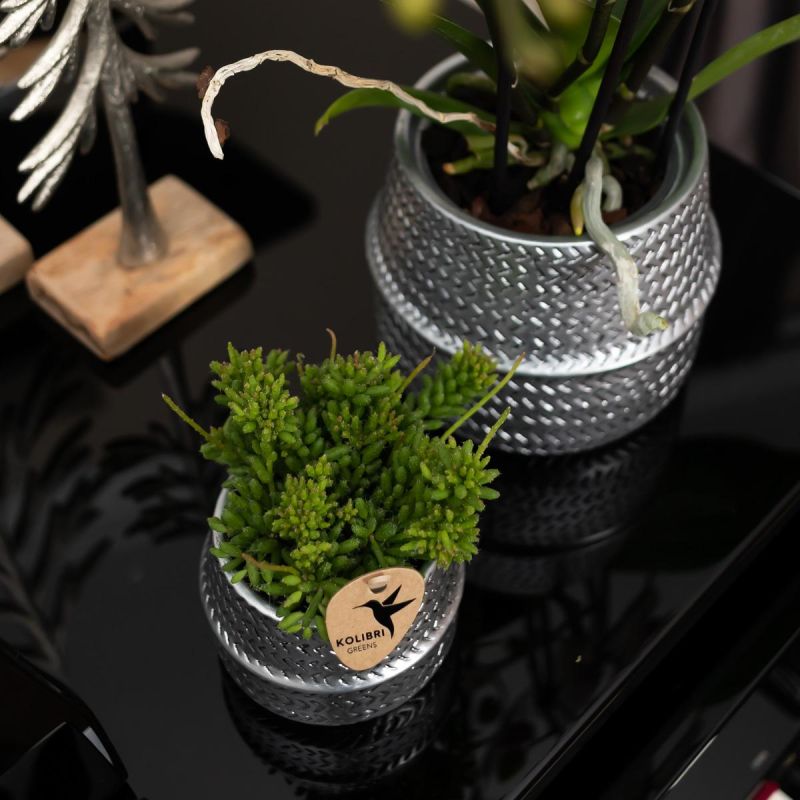 Planten duo in Industrieel zilver