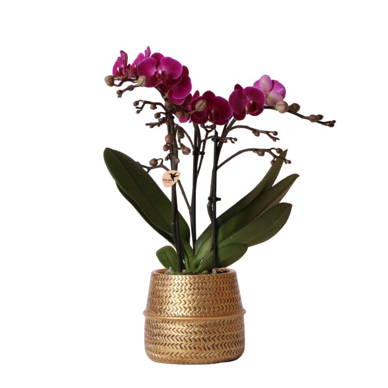 Orchidee paars in Industrieel goud