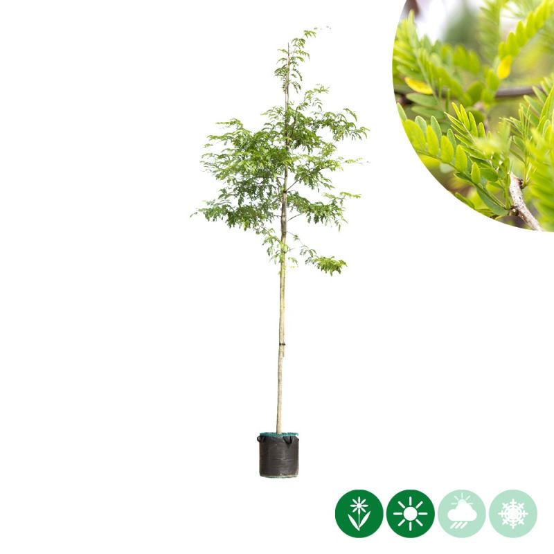 Gleditsia Inermis 