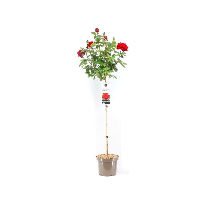 Rosa Ingrid Bergman op stam