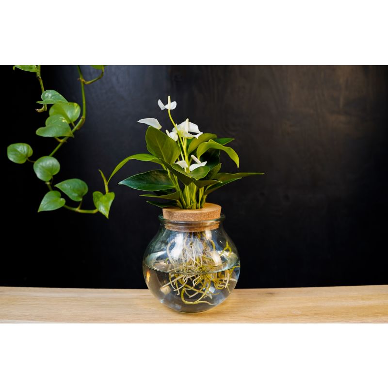 Anthurium Wit in bolglas 