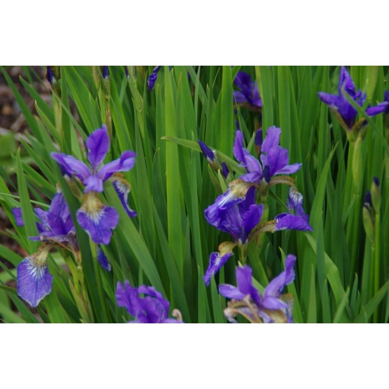 Iris sibirica 