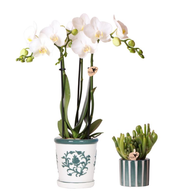 Planten duo in Ivory Elegance groen