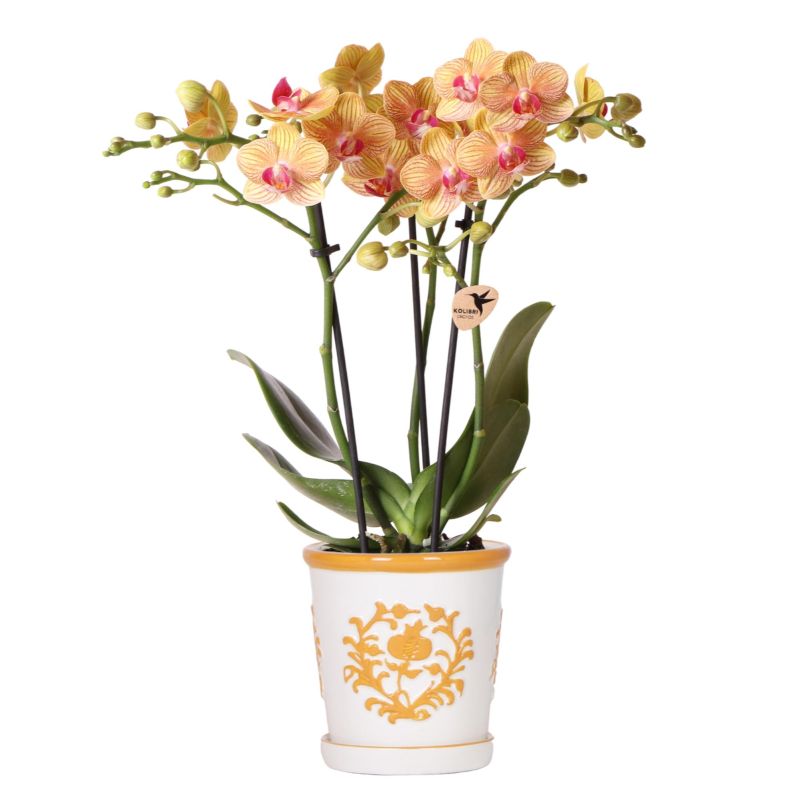 Orchidee in Ivory Elegance oranje