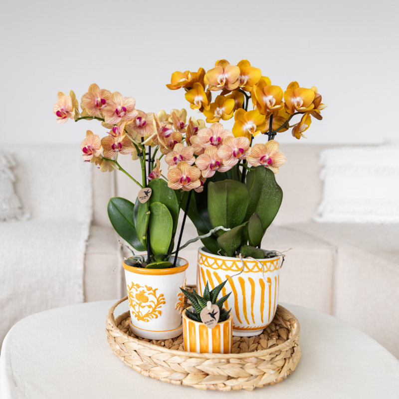 Orchidee in Ivory Elegance oranje