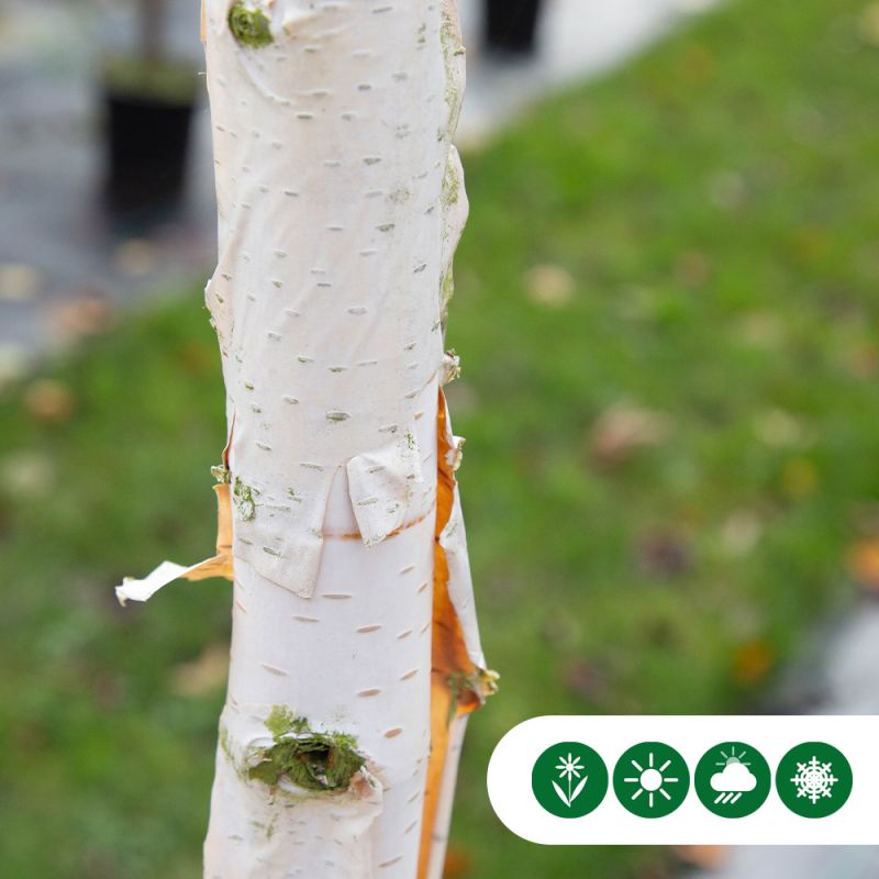 Betula Jacquemontii