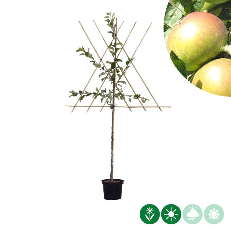Malus James Grieve - leiboom