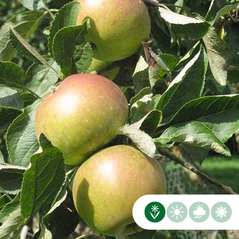 Malus James Grieve - leiboom
