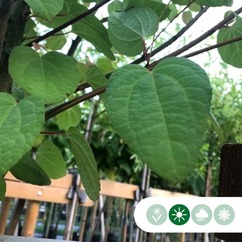 Cercidiphyllum japonicum