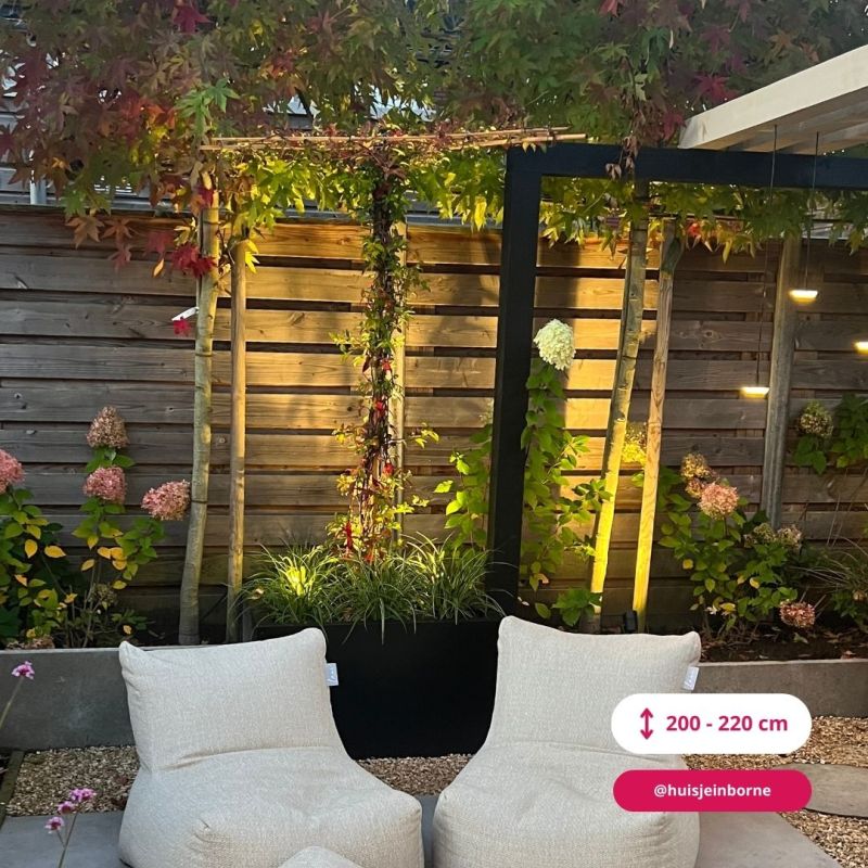 Trachelospermum jasminoides - dakboom