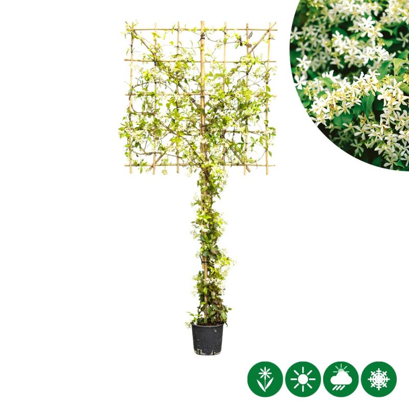 Trachelospermum jasminoides - leiboom laagstam