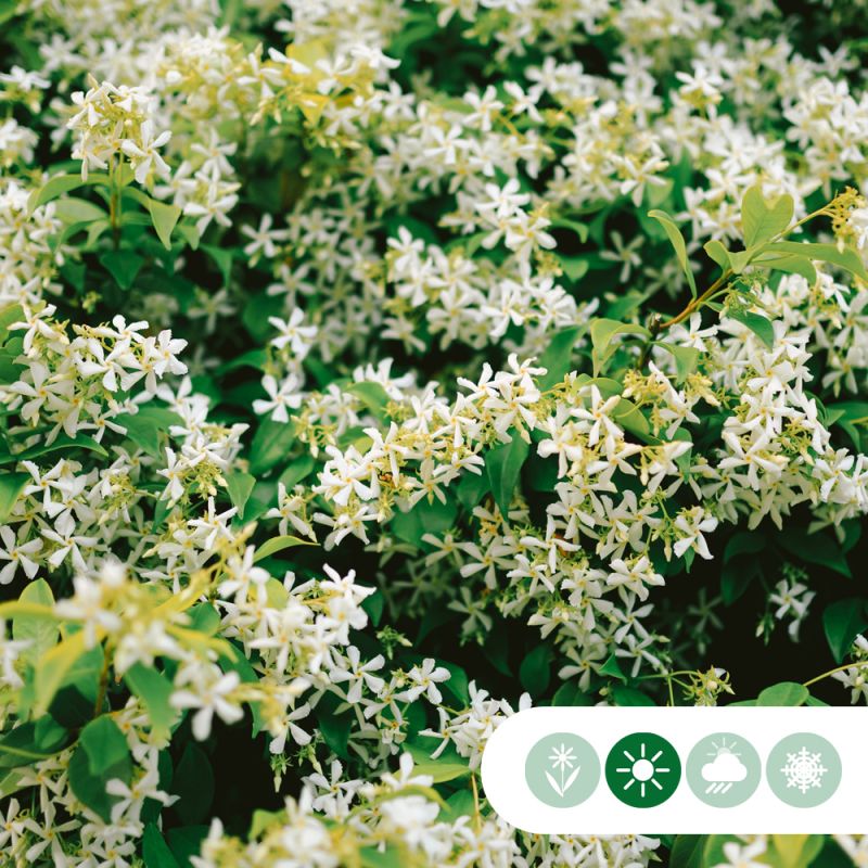 Trachelospermum jasminoides - leiboom laagstam