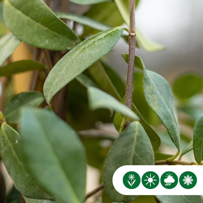 Trachelospermum jasminoides - leiboom laagstam