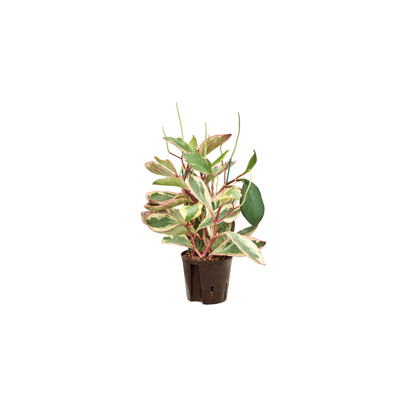 Peperomia Jellie 