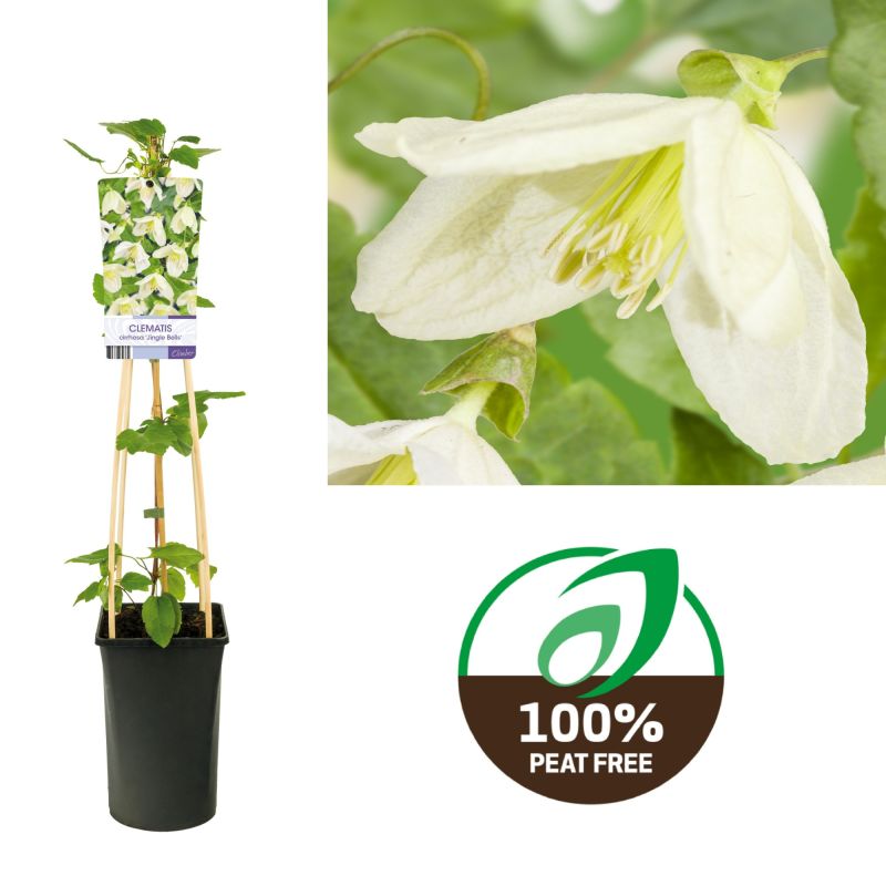 Clematis Jingle Bells