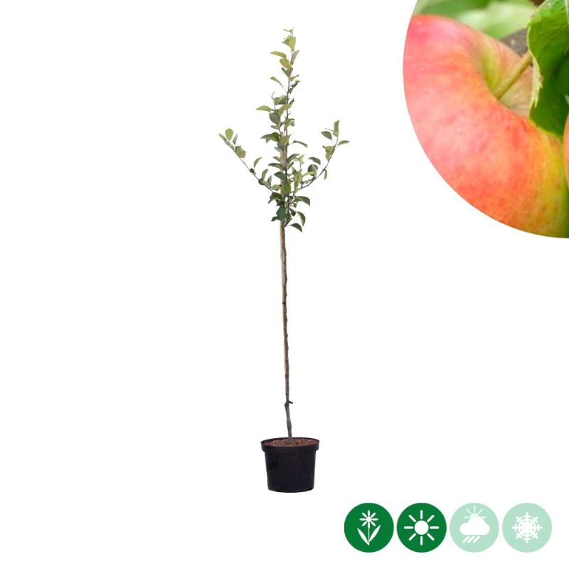 Malus Jonagold
